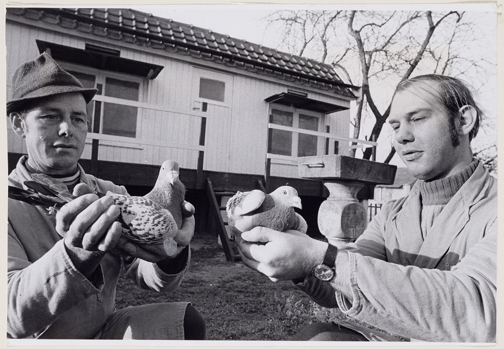 Duivenliefhebbers De Hoogh en Sjef de Leest - foto BN De Stem Johan van Gurp 197