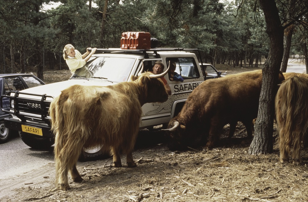 Opzichters Beekse Bergen bij Schotse hooglanders 1989 Multivision & Partners