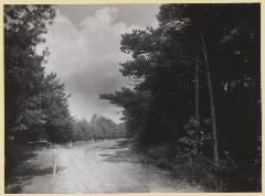 Bos Oisterwijk Bos Oisterwijk