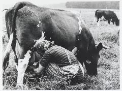 Esbeek Boerin melkt een koe
